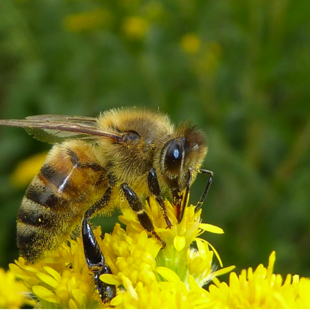 we are heading the sixth mass extinction. Bumblebee Conservation Trust has lunched a program to count insect population decreese. They are paramount for pollitization. published in the green bee. Author Juanele Villanueva