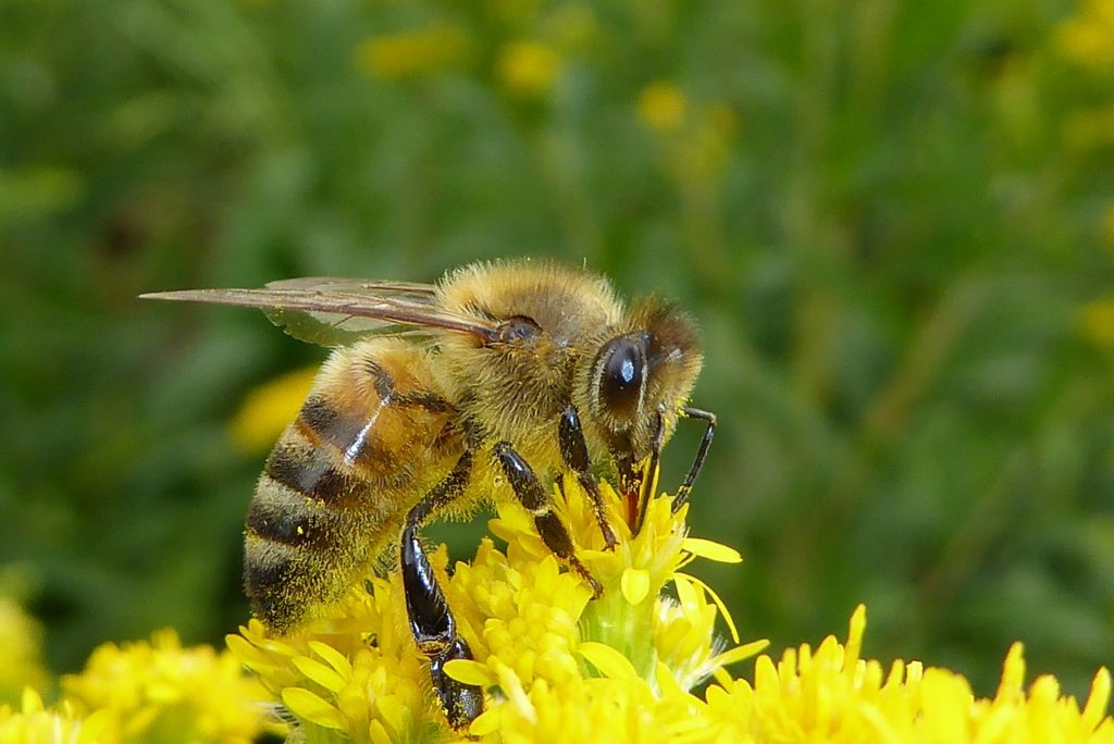 Bee in flower