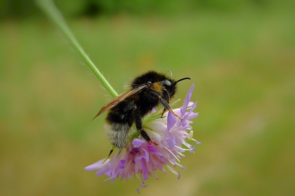 we are heading the sixth mass extinction. Bumblebee Conservation Trust has lunched a program to count insect population decreese. They are paramount for pollitization. published in the green bee. Author Juanele Villanueva