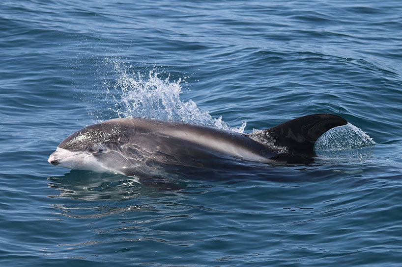 A study of marine species is extended to all year round. cetaceans – the collective name for whales, dolphins and porpoise