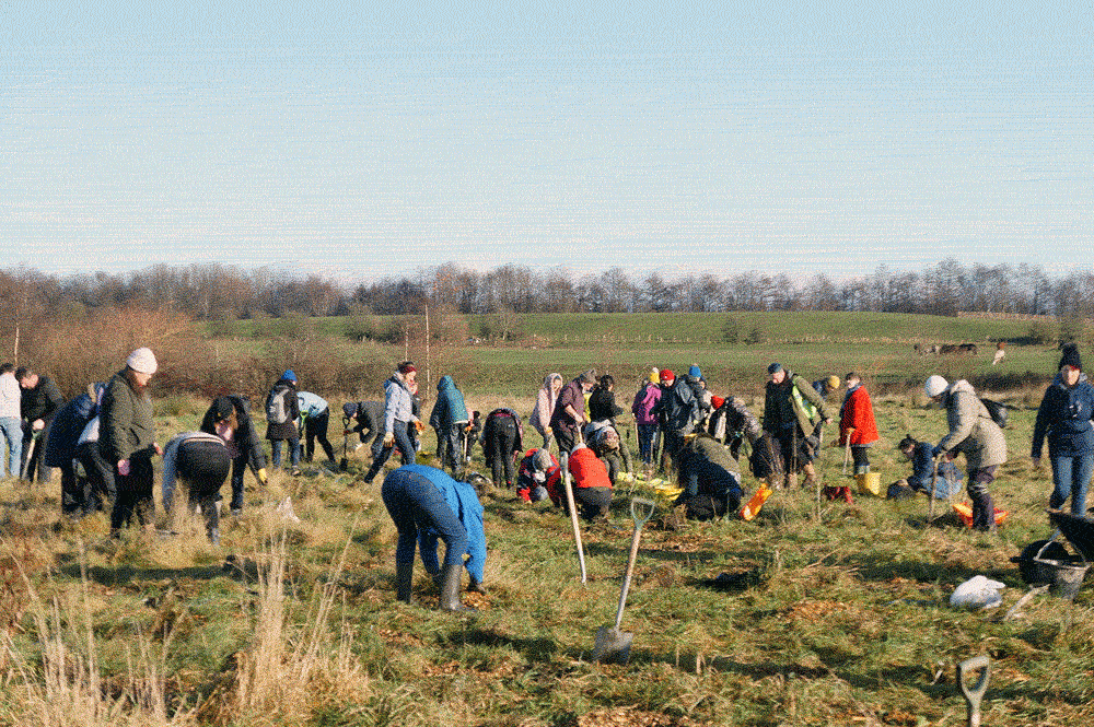 trees planted during the National Tree Week.People plant millions of trees. Volunteer planting trees during the National Week Tree. City of trees organised the event. The charitiy City of Trees organise a massive planting around Manchester. It is published in The Gree Bee. Author Juanele Villanueva