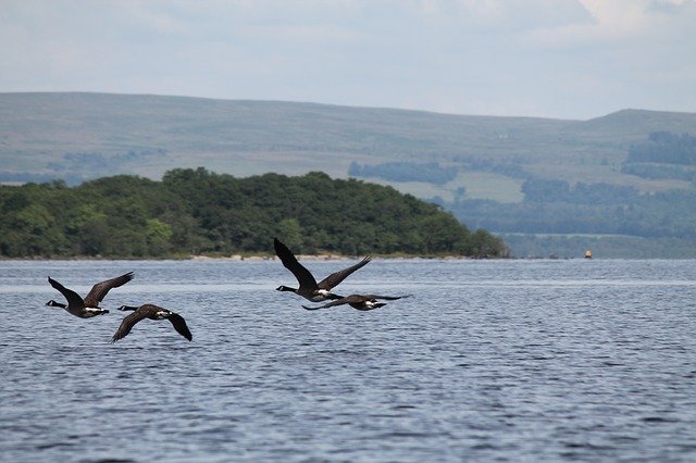 Loch Lommond has a vibrant wildlife