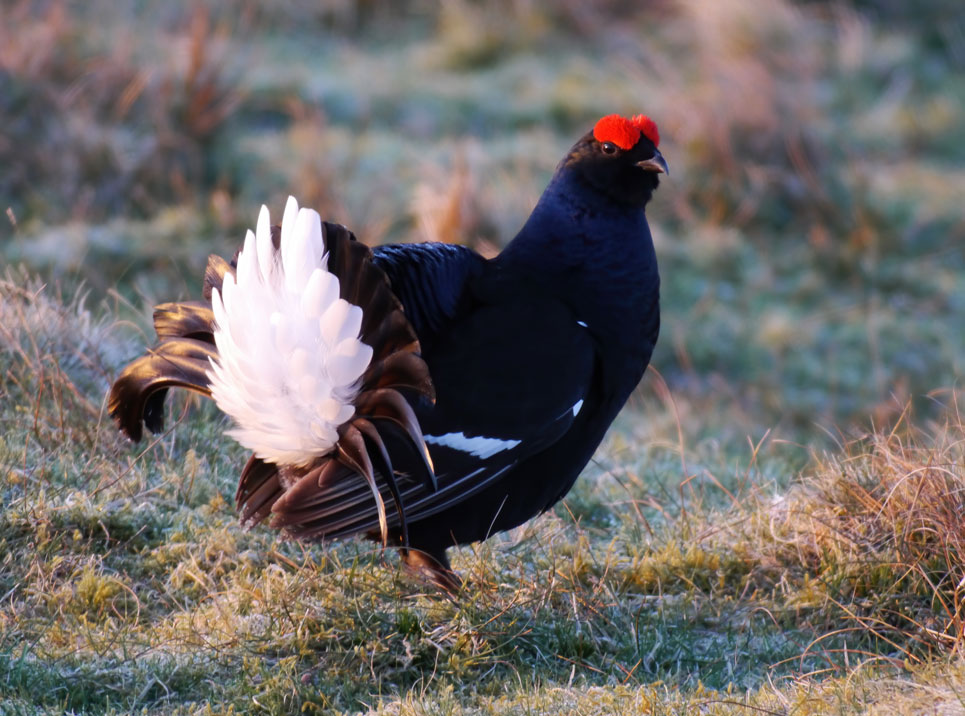 Black Grouse is a characteristic birds at the Langholm Moor. Langholm Inititiative will organise sustainable tourist tour and education tour to learn about the wildlife. Published at the Green Bee: Eco-Journalism