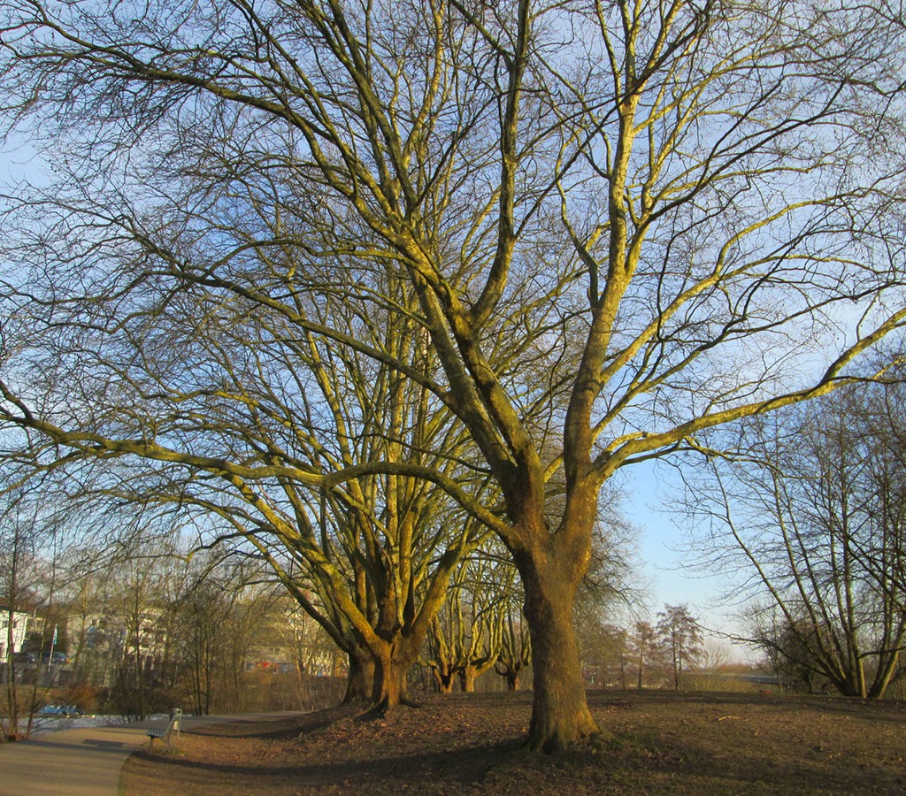 London Plane THE world urban tree champion.Urban Trees are all trees within city boundaries. Trees in winter without leafs in a park. With a river in the side. London Plane is the champion in Urban Tree World Cup. Published in The Green Bee: Eco-Journalism. Author Juanele Villanueva