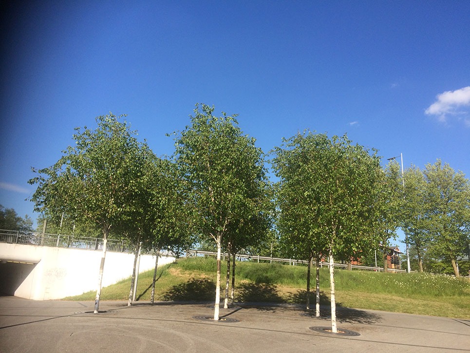 Urban Trees help to avoid the heat island effects. Avoid floods. Paper Birch. Published in The Green Bee: Eco-Journalism Author Juanele Villanueva