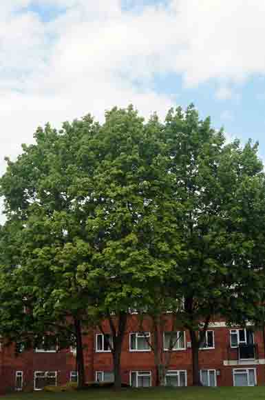 Urban trees in buildings developments valorise the property. Published in The Gree Bee: Eco-Journalism. Author Juanele Villanueva