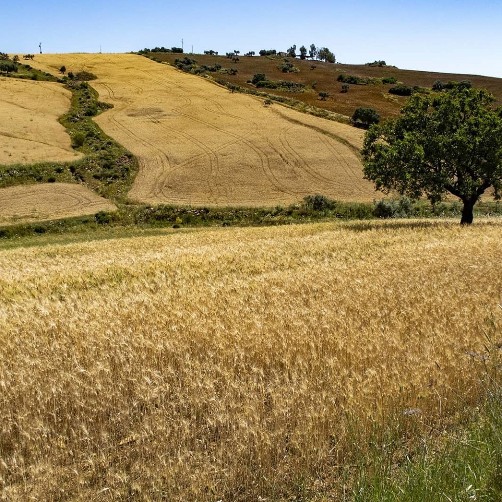 Agriculture is one of the main economic sectors in the area and it would be in risk due to land use of massive solar farms