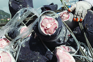 In vigo port, vessels unload tons of shark´s fin.