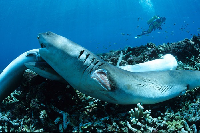 Cuando les cortan las aletas los tiburones mueren lentamente ahogados y mutilados