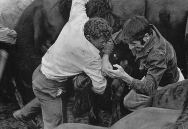 La tradición de rapa das bestas viene de timepos inmemoriables y mantiene viva la raza del caballo salvaje garrano.