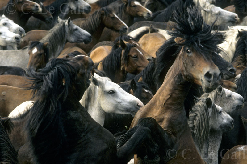 Los caballos se encierran en el curro durante toda la rapa das bestas. Por su caracter territorial se vuelven agresivos y se pelean