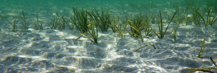 Mar menor had an unique ecosystem rich in biodiversity. Due to the increase of nitrates from the intense agriculture and other pollutants from the touristic development it has suffer a ecocide. It has got Rights of Nature