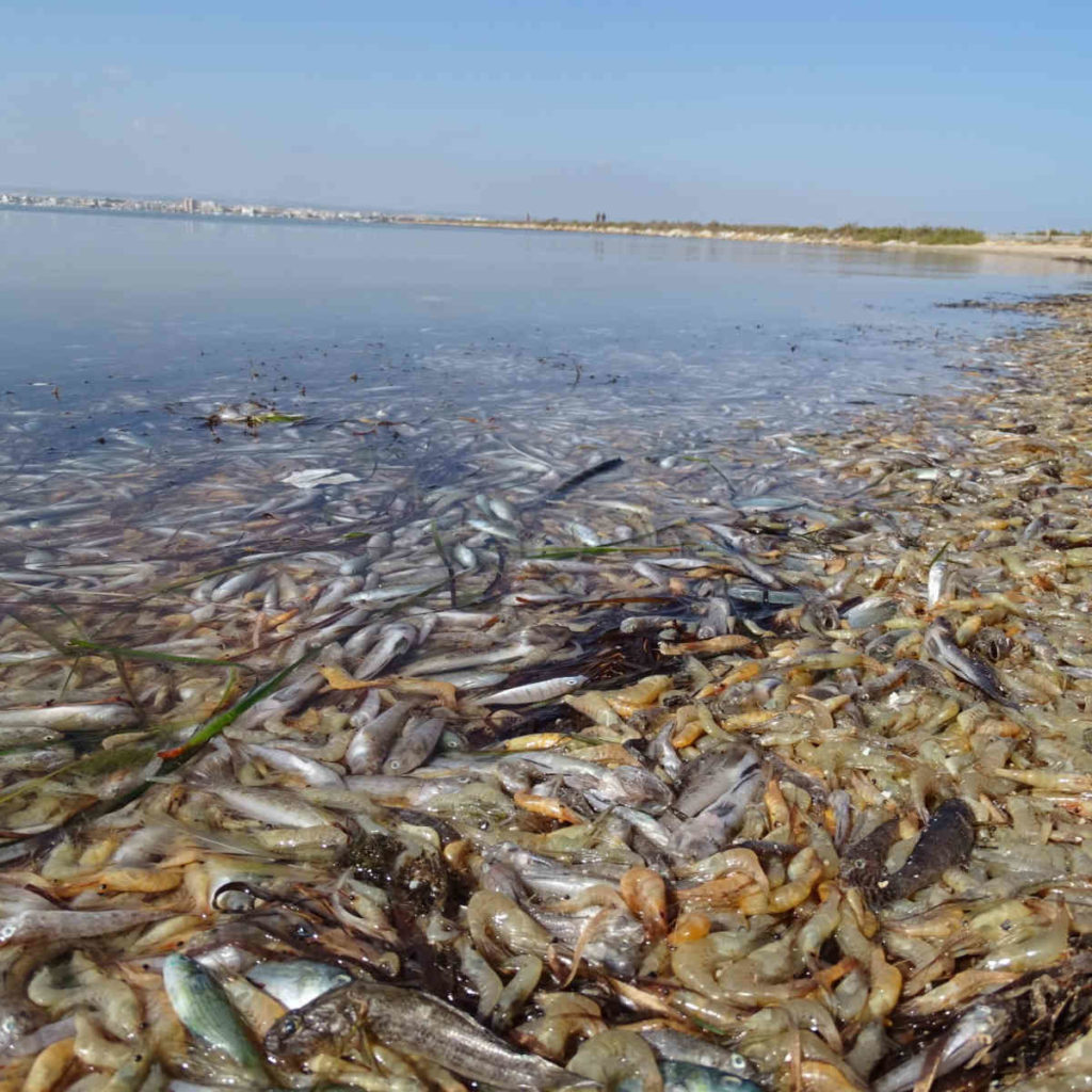 muerte masiva de peces en el mar menor