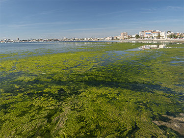 Mar Menor had an algae invasion due to the excess of nutrients from agriculture fertilisers. This had effects in cascade which affected its unique marine wildlife Juan Villanueva The Green Bee