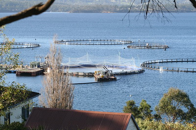 Salmon farms deal with issues such as hygiene, sea lice and and clean water. Although they are compliant with the law it has an effect in the ecosystem Juan Villanueva The Green Bee