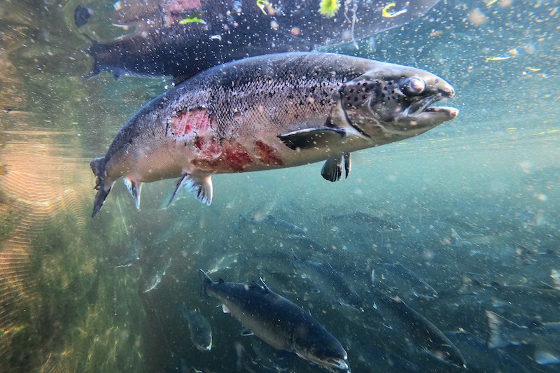 Salmon is a in a vulnerable estate of conservation. salmon produce tonnes of biomass yearly but they have problems of hygiene. Sea lice eat them alive Juan Villanueva The Green Bee