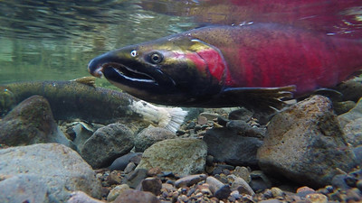 Los pijos se comen a los salmones vivos. En las piscifactorias tienen que tener cuidado con las condiciones de higiéne, espacio disponible, y la limpieza de las aguas Juan Villanueva The Green Bee