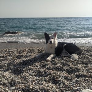 Beach for dogs in Málaga. Floki likes go the the beach: Juanele Villaneuva. Juan Villanueva