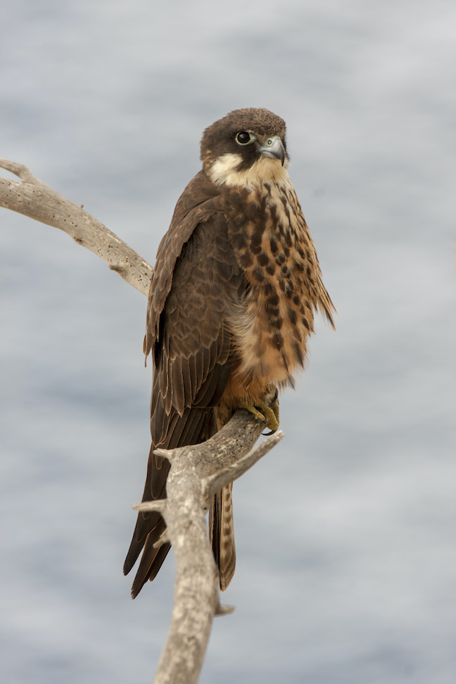Falcon is one of the migratory bird under study by SEO Birdlife on its efforts to protect migratory birds.
