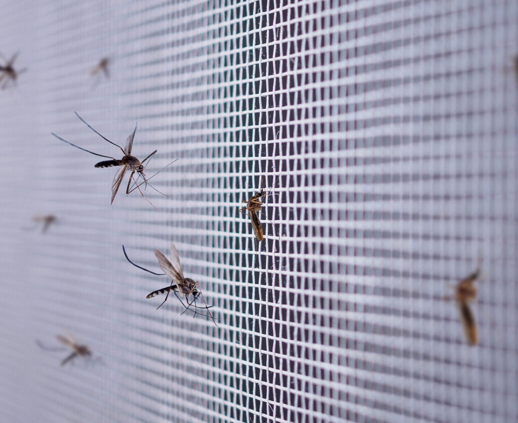 Mosquitos en Islandia hasta ahora el país eera demasiado frio para este insecto