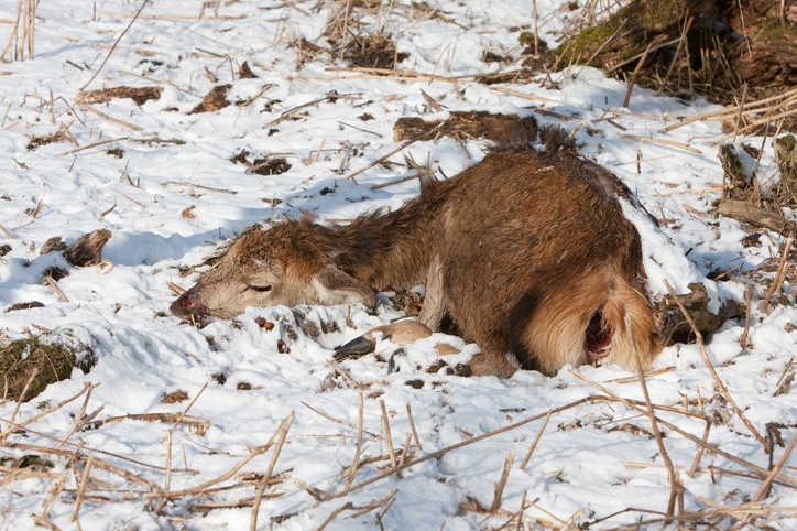 Tras la renaturalización en Europa de Oostvaardersplassen una hambrna diezmó la población