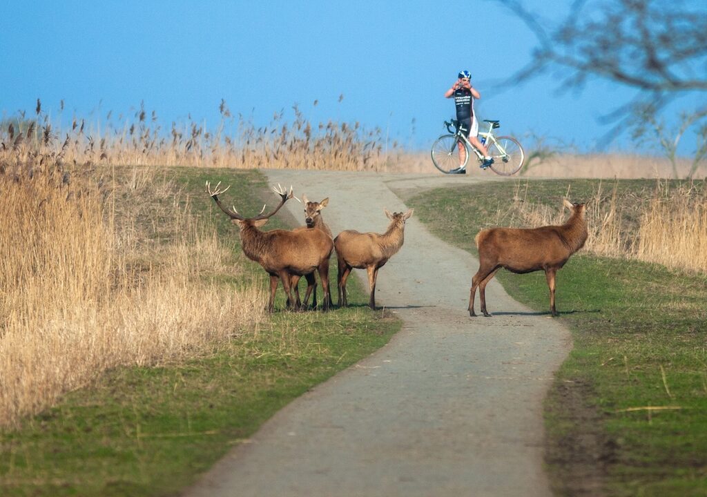 hoy la renaturalizaión en Europa se hace con una gestión activa