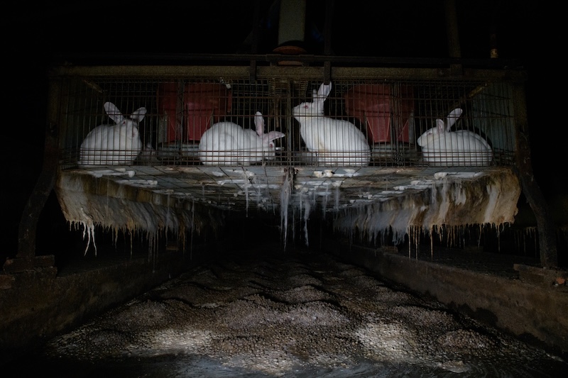 granja de conejos en una exposición bienestar animal
