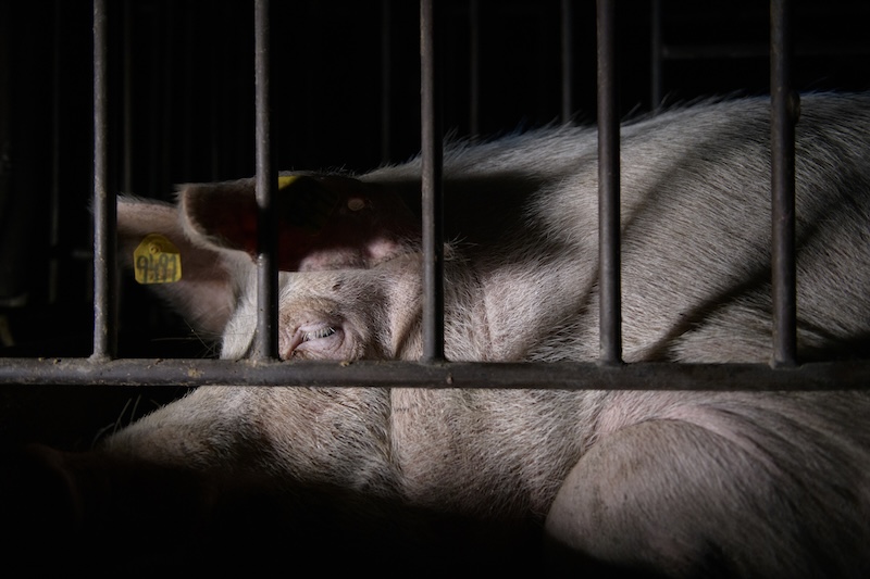 Cerdo en una jaula. Exposición del bienestar animal