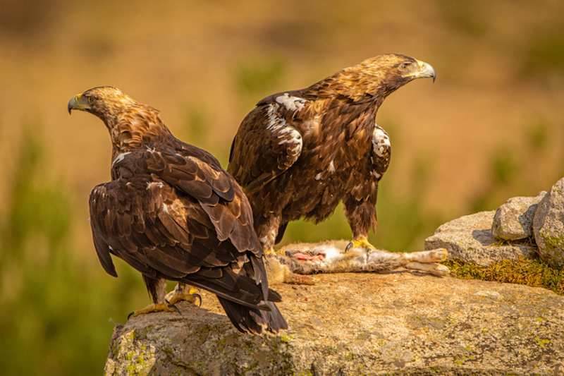 conservación de aves rapaces. Dos águilas imoperiales en un risco con una presa