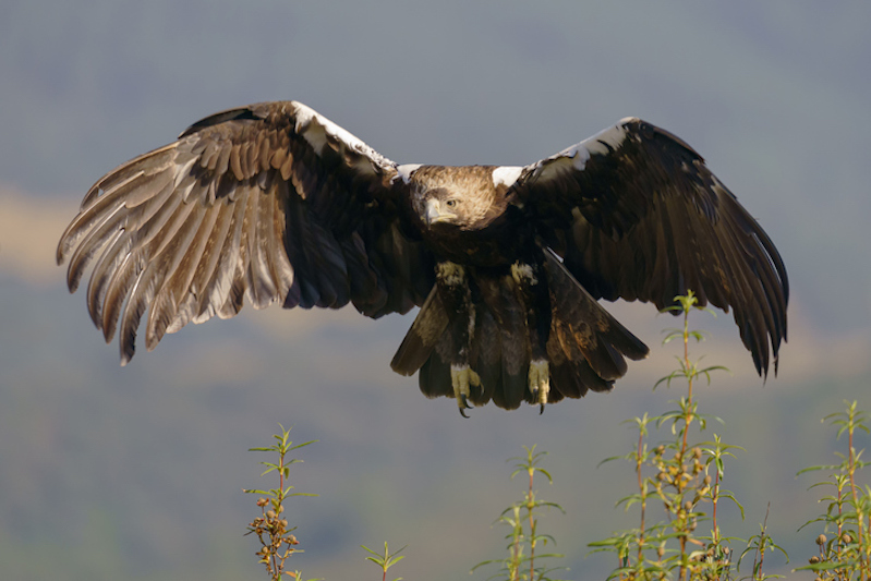conservación de aves rapaces. águila imperial