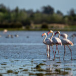 Doñana es el humedal de referencia de España, clave en el día de los humedales