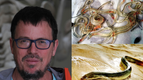 Manuel Clavero, investigador del CSIC sonbre las anguila en peligro