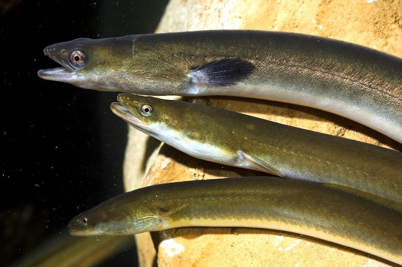 Anguila en peligro del Ebro