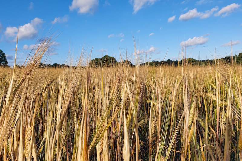La guerra de irán sube el precio de la comida por los fitosanitarios que se usan en el campo. Freepik.